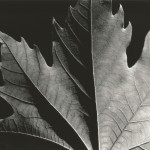 " Shadows " Silver Gelatin Print