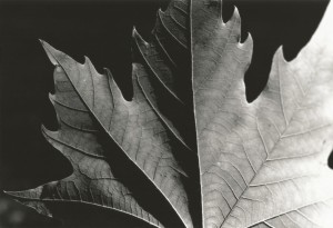 " Shadows " Silver Gelatin Print